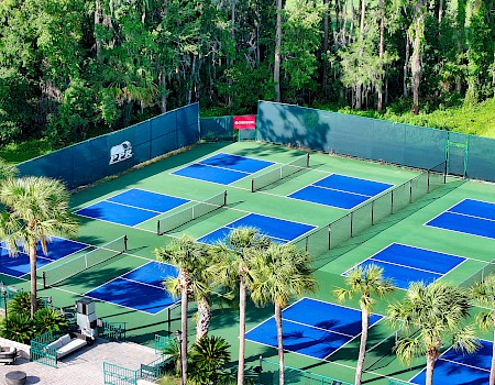 The image shows outdoor pickleball courts surrounded by palm trees and greenery, with blue playing surfaces and green boundaries.