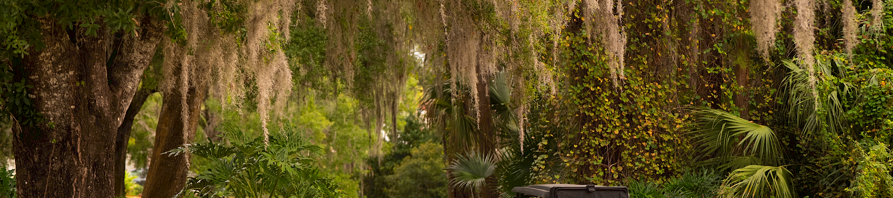 A paved path winds through a shady yard with Spanish moss-draped trees, bushes, and a parked golf cart nearby.