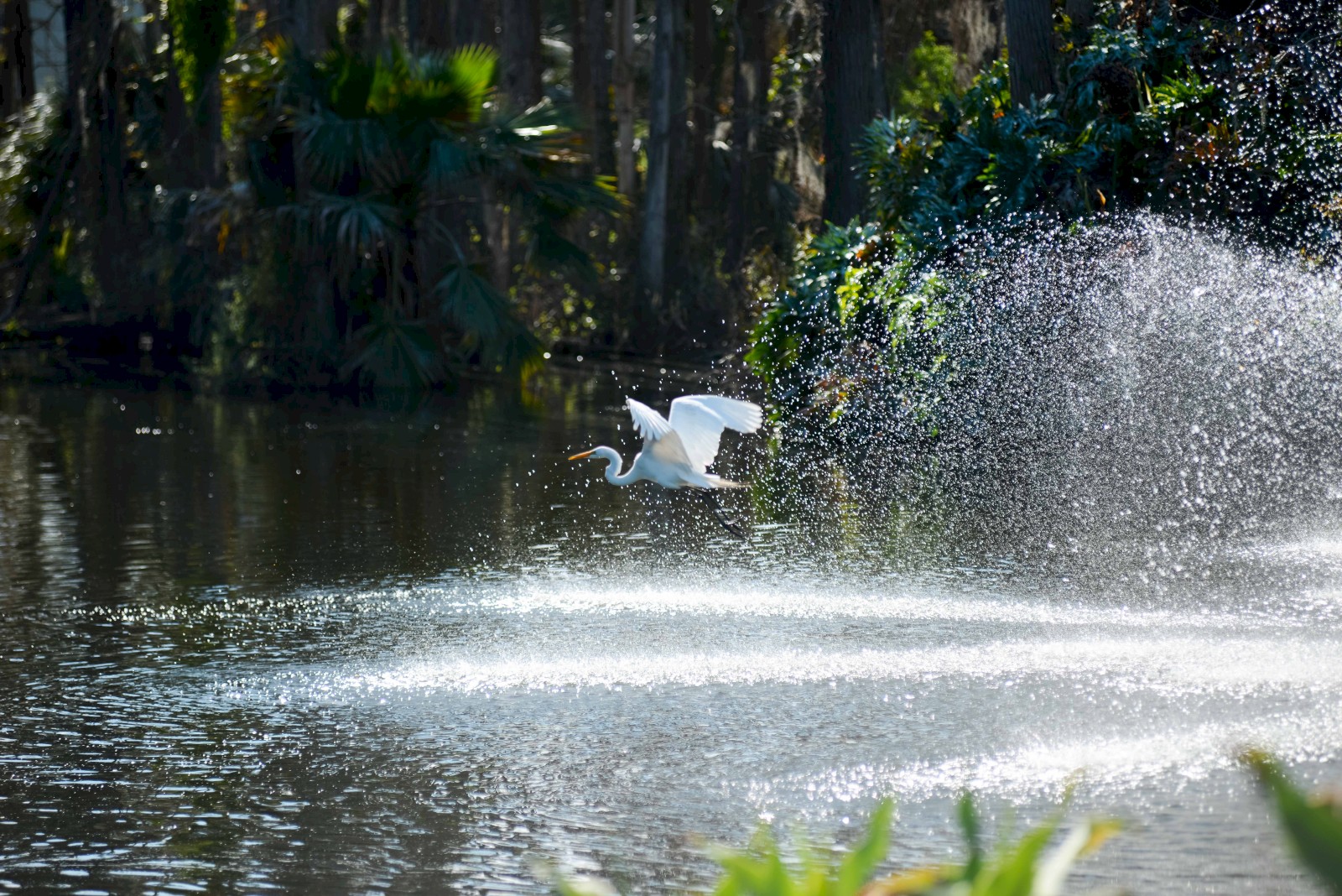 A heron takes off from water, creating a splash and spray, with dense trees and greenery in the background.