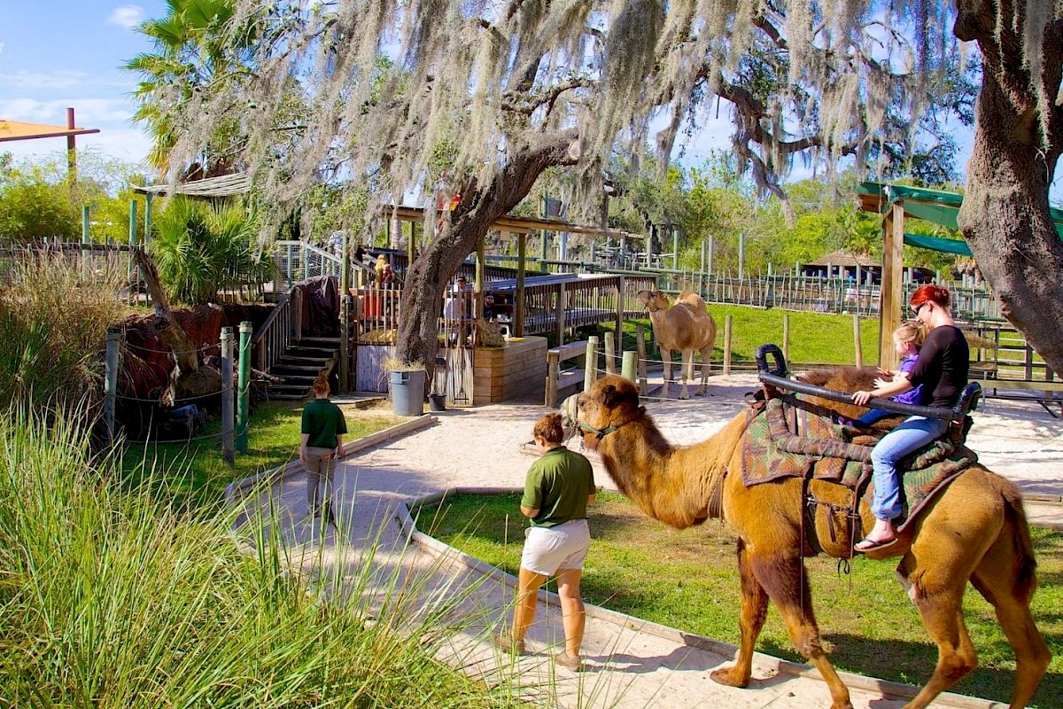 A person rides a camel led by a guide on a path, surrounded by greenery and other people in a zoo-like setting on a sunny day.