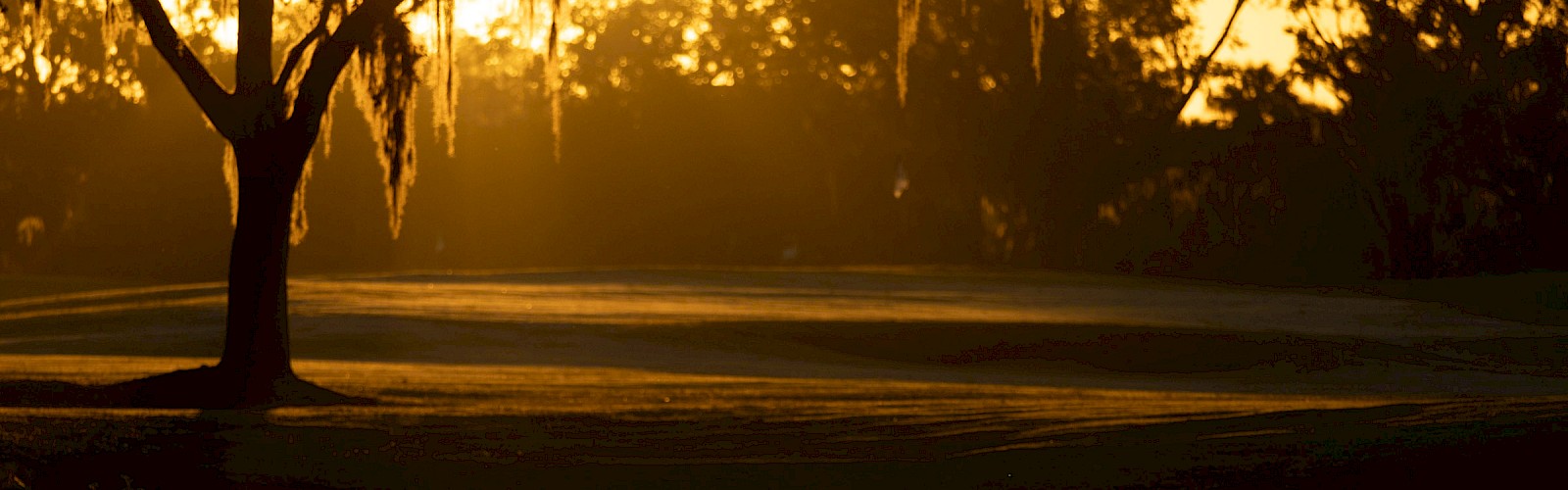 A serene early-morning scene: sunlit mist over a calm body of water, with trees and a glowing horizon in warm, golden tones.