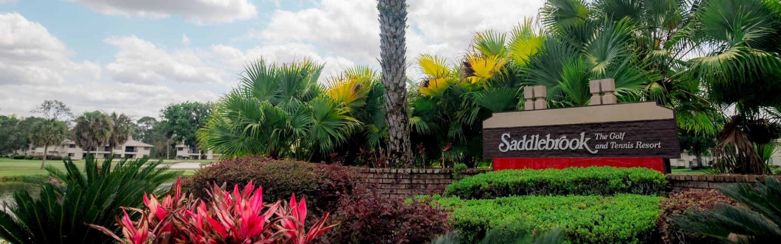 Palm tree above a sign 